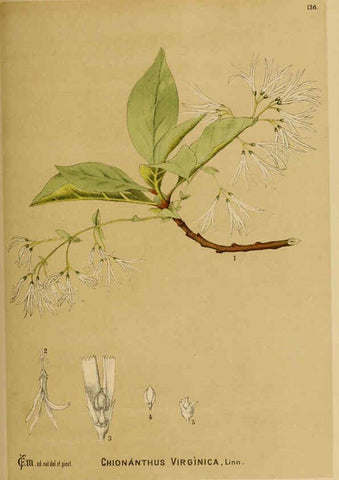 Reproducción/Reproduction 6025431557: American medicinal plants New York,Boericke & Tafel,c1887
