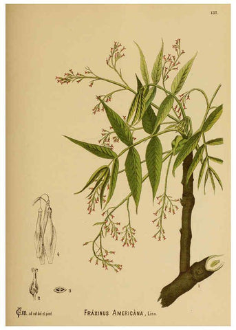 Reproducción/Reproduction 6025431839: American medicinal plants New York,Boericke & Tafel,c1887