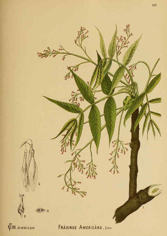 Reproducción/Reproduction 6025431839: American medicinal plants New York,Boericke & Tafel,c1887