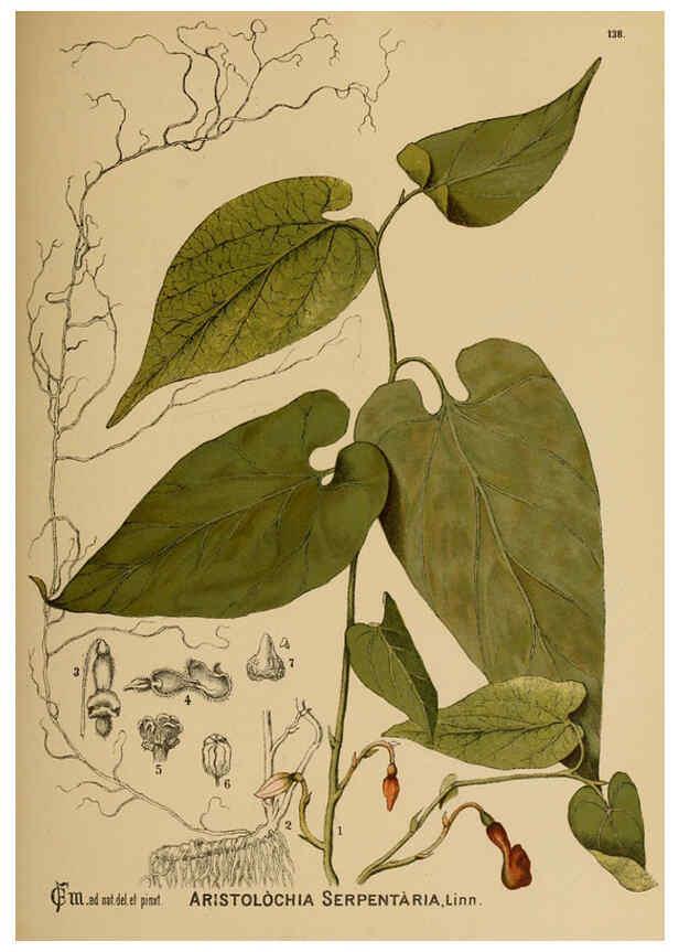 Reproducción/Reproduction 6025987330: American medicinal plants New York,Boericke & Tafel,c1887