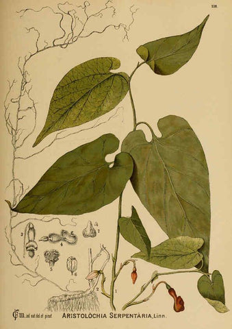 Reproducción/Reproduction 6025987330: American medicinal plants New York,Boericke & Tafel,c1887