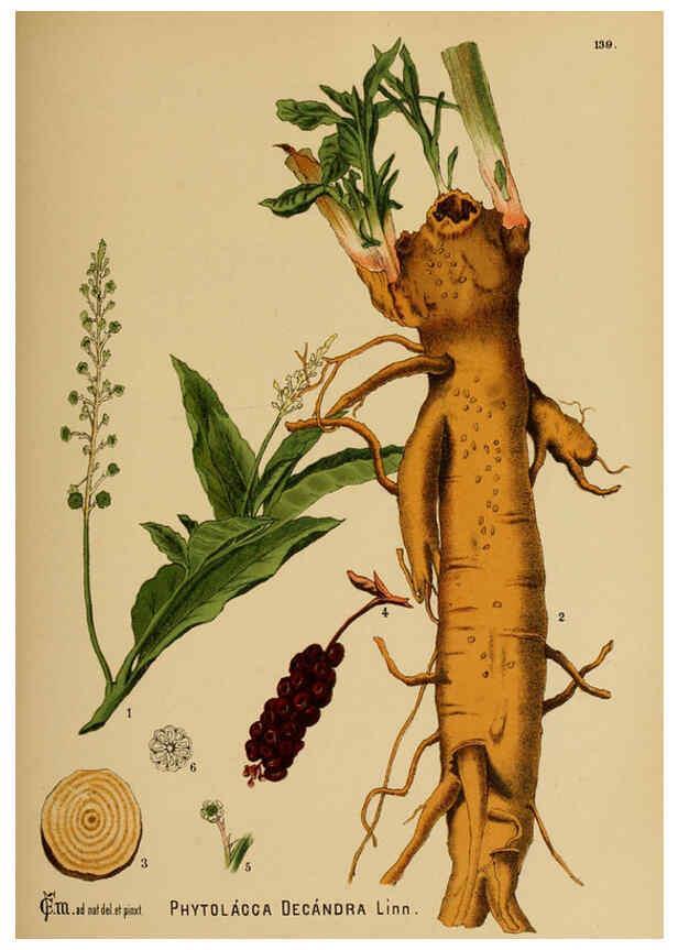 Reproducción/Reproduction 6025988136: American medicinal plants New York,Boericke & Tafel,c1887