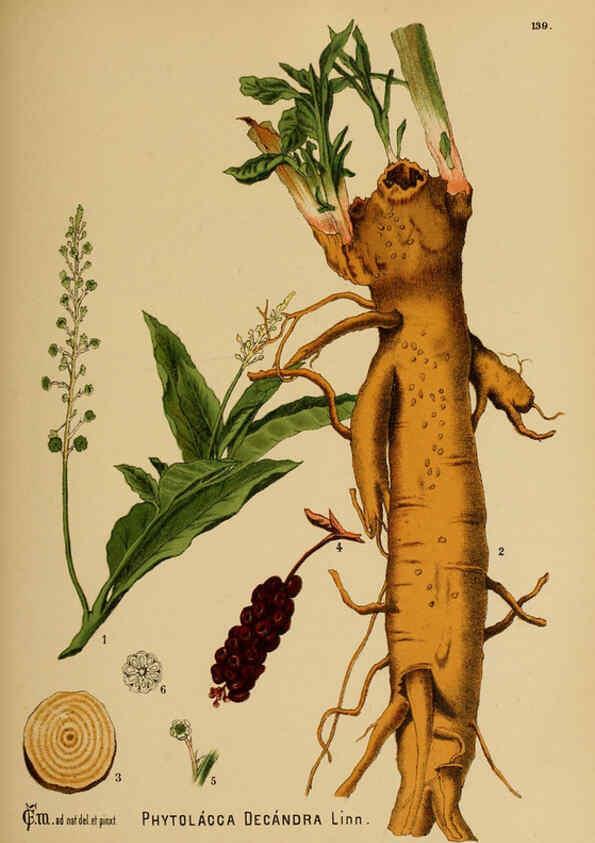 Reproducción/Reproduction 6025988136: American medicinal plants New York,Boericke & Tafel,c1887