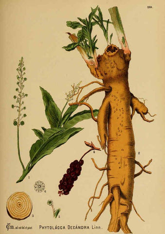 Reproducción/Reproduction 6025988136: American medicinal plants New York,Boericke & Tafel,c1887