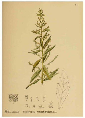 Reproducción/Reproduction 6025988470: American medicinal plants New York,Boericke & Tafel,c1887