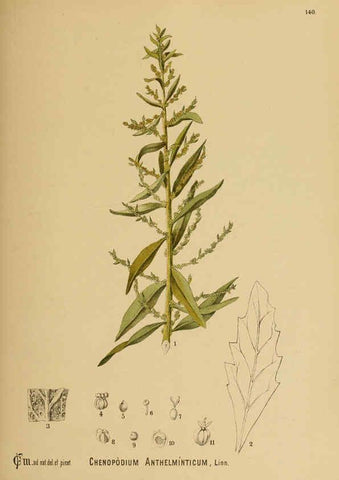 Reproducción/Reproduction 6025988470: American medicinal plants New York,Boericke & Tafel,c1887
