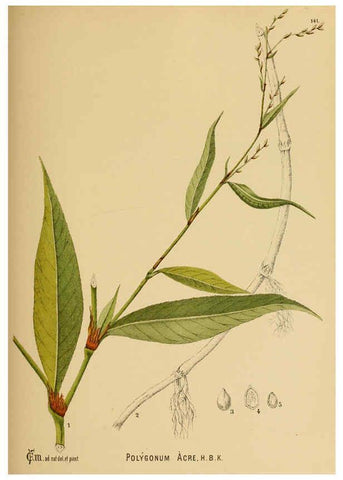 Reproducción/Reproduction 6025433641: American medicinal plants New York,Boericke & Tafel,c1887