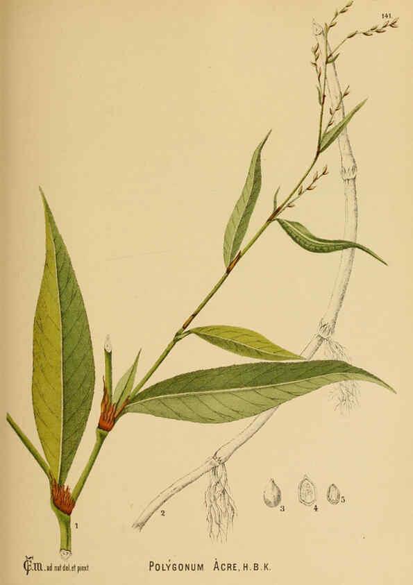 Reproducción/Reproduction 6025433641: American medicinal plants New York,Boericke & Tafel,c1887
