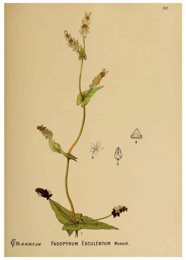 Reproducción/Reproduction 6025989248: American medicinal plants New York,Boericke & Tafel,c1887