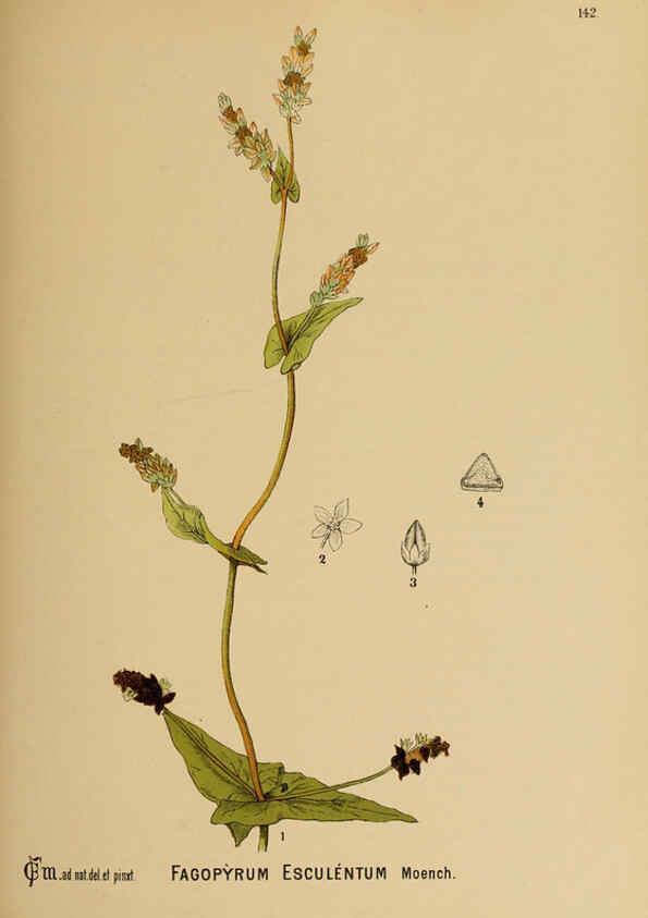 Reproducción/Reproduction 6025989248: American medicinal plants New York,Boericke & Tafel,c1887