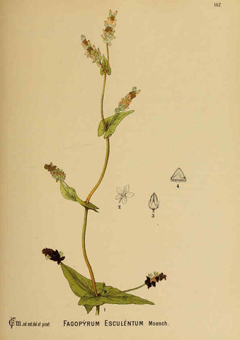 Reproducción/Reproduction 6025989248: American medicinal plants New York,Boericke & Tafel,c1887