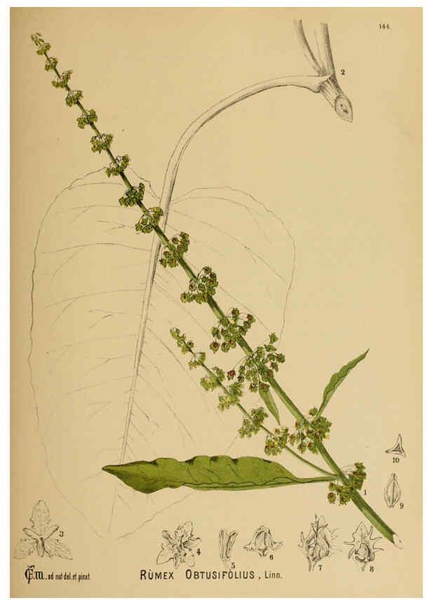 Reproducción/Reproduction 6025434485: American medicinal plants New York,Boericke & Tafel,c1887