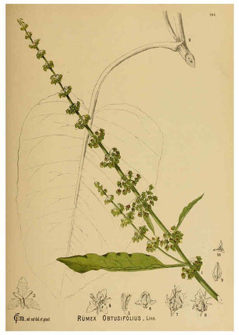 Reproducción/Reproduction 6025434485: American medicinal plants New York,Boericke & Tafel,c1887