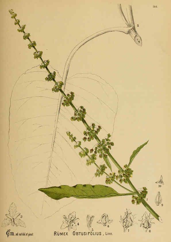 Reproducción/Reproduction 6025434485: American medicinal plants New York,Boericke & Tafel,c1887