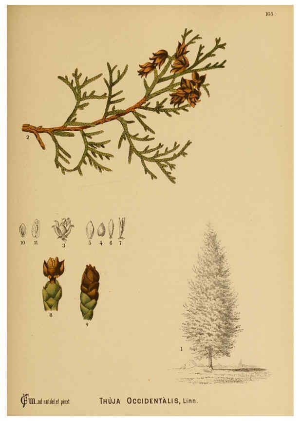 Reproducción/Reproduction 6025440953: American medicinal plants New York,Boericke & Tafel,c1887