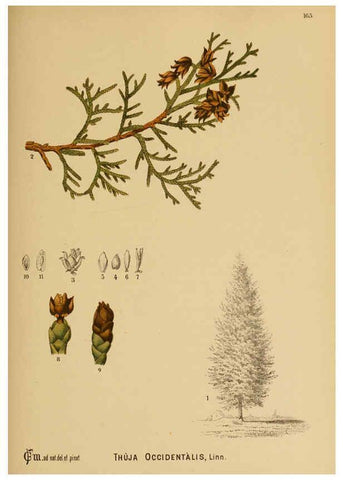 Reproducción/Reproduction 6025440953: American medicinal plants New York,Boericke & Tafel,c1887