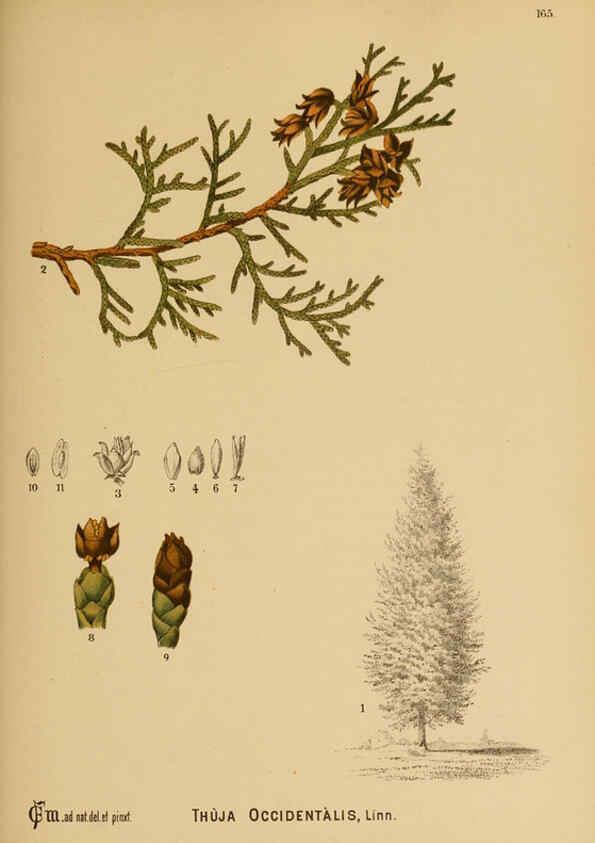Reproducción/Reproduction 6025440953: American medicinal plants New York,Boericke & Tafel,c1887