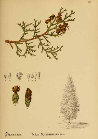 Reproducción/Reproduction 6025440953: American medicinal plants New York,Boericke & Tafel,c1887