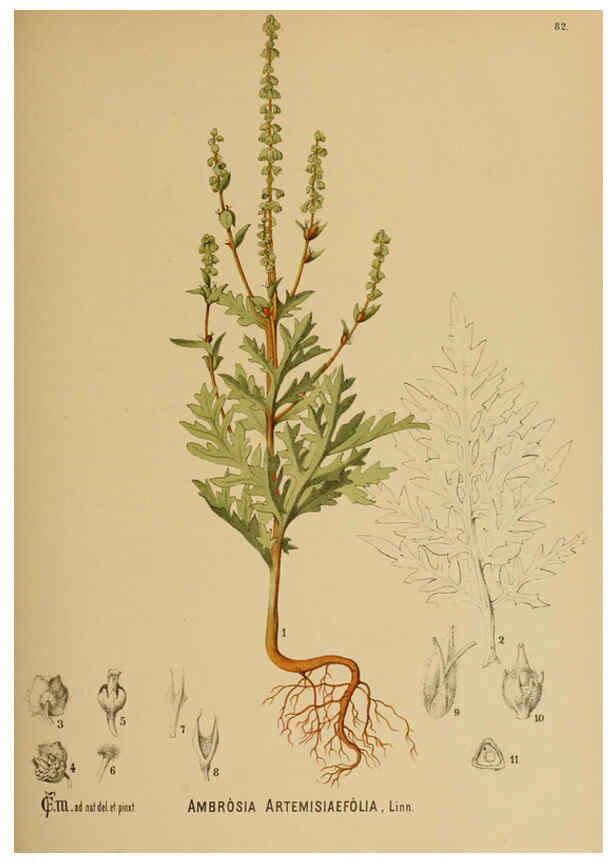 Reproducción/Reproduction 6025413977: American medicinal plants New York,Boericke & Tafel,c1887