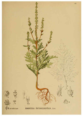 Reproducción/Reproduction 6025413977: American medicinal plants New York,Boericke & Tafel,c1887