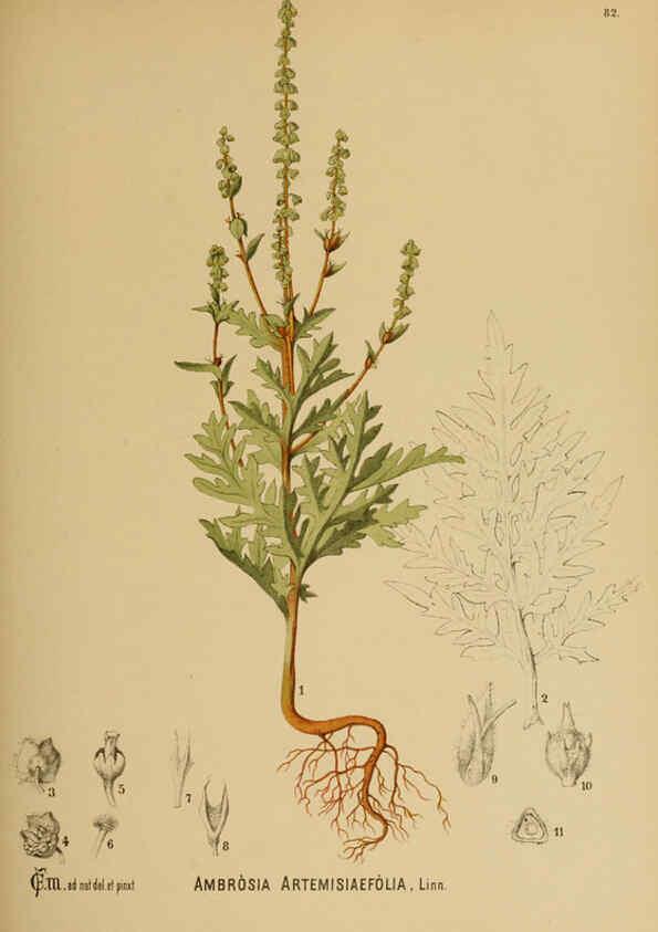 Reproducción/Reproduction 6025413977: American medicinal plants New York,Boericke & Tafel,c1887