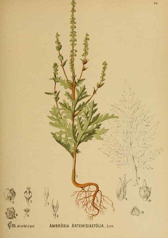 Reproducción/Reproduction 6025413977: American medicinal plants New York,Boericke & Tafel,c1887