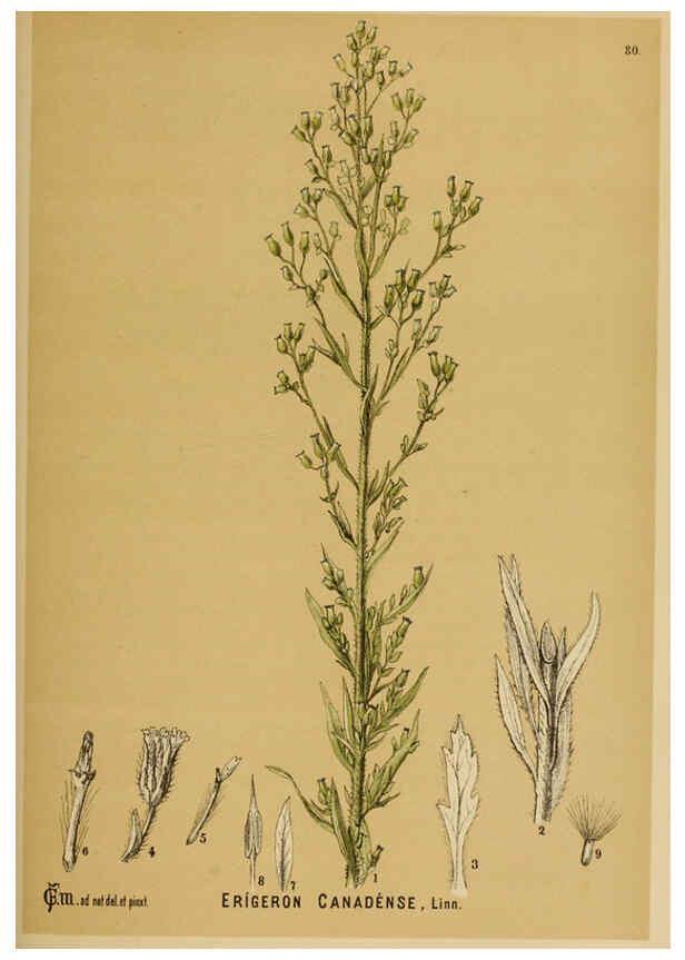 Reproducción/Reproduction 6025413499: American medicinal plants New York,Boericke & Tafel,c1887