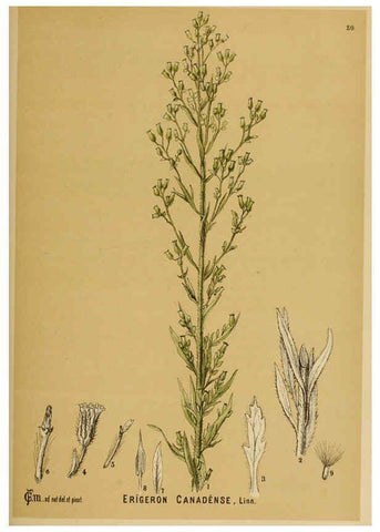 Reproducción/Reproduction 6025413499: American medicinal plants New York,Boericke & Tafel,c1887