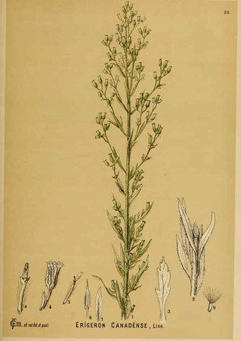 Reproducción/Reproduction 6025413499: American medicinal plants New York,Boericke & Tafel,c1887