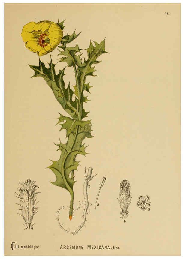 Reproducción/Reproduction 6025947756: American medicinal plants New York,Boericke & Tafel,c1887
