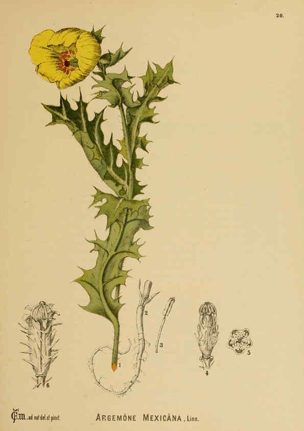 Reproducción/Reproduction 6025947756: American medicinal plants New York,Boericke & Tafel,c1887