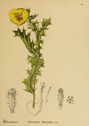 Reproducción/Reproduction 6025947756: American medicinal plants New York,Boericke & Tafel,c1887
