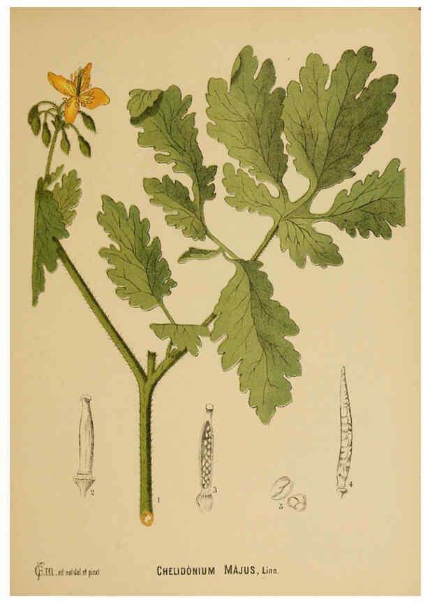 Reproducción/Reproduction 6025948020: American medicinal plants New York,Boericke & Tafel,c1887