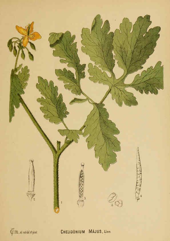 Reproducción/Reproduction 6025948020: American medicinal plants New York,Boericke & Tafel,c1887