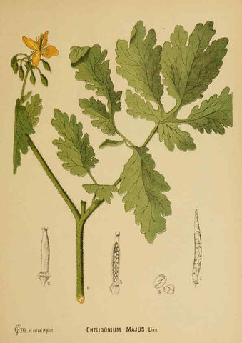 Reproducción/Reproduction 6025948020: American medicinal plants New York,Boericke & Tafel,c1887