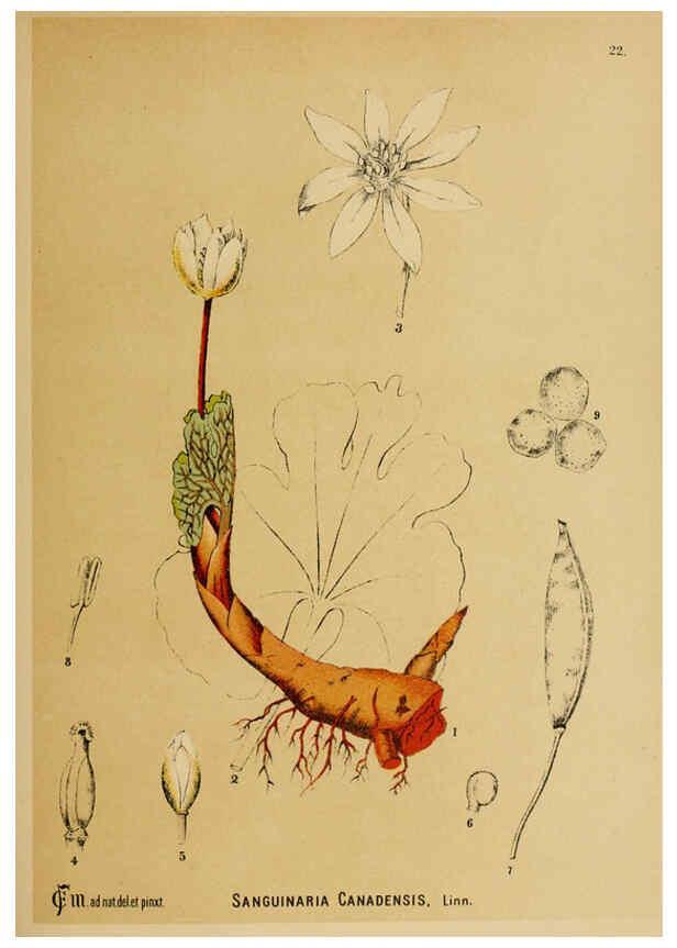 Reproducción/Reproduction 6025948258: American medicinal plants New York,Boericke & Tafel,c1887