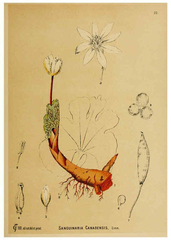 Reproducción/Reproduction 6025948258: American medicinal plants New York,Boericke & Tafel,c1887