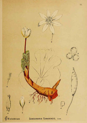 Reproducción/Reproduction 6025948258: American medicinal plants New York,Boericke & Tafel,c1887
