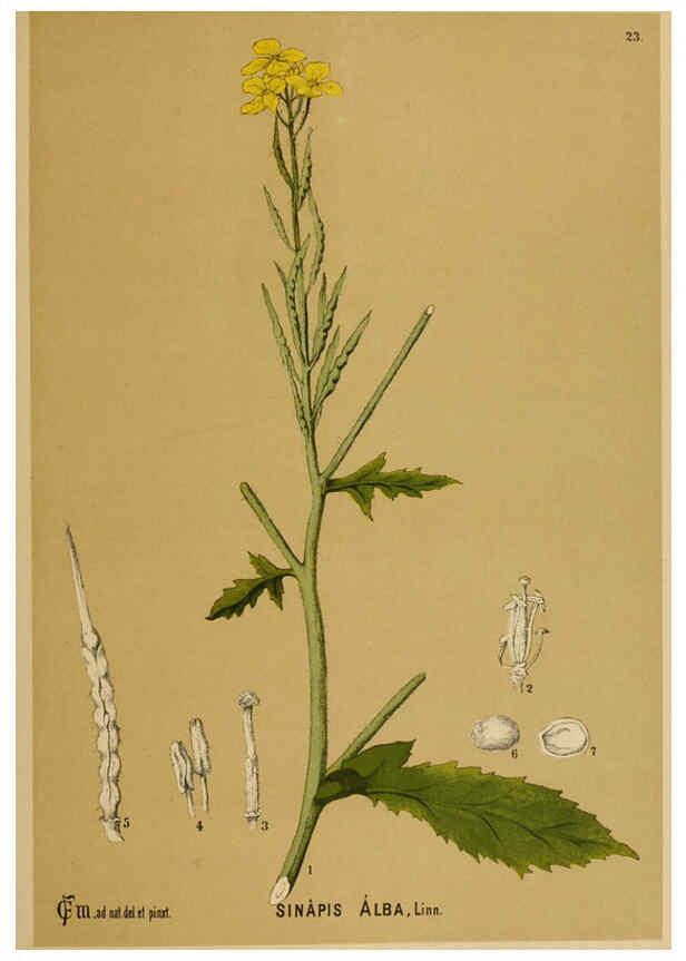 Reproducción/Reproduction 6025948574: American medicinal plants New York,Boericke & Tafel,c1887