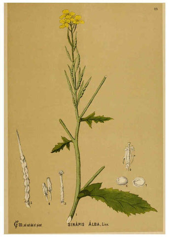 Reproducción/Reproduction 6025948574: American medicinal plants New York,Boericke & Tafel,c1887