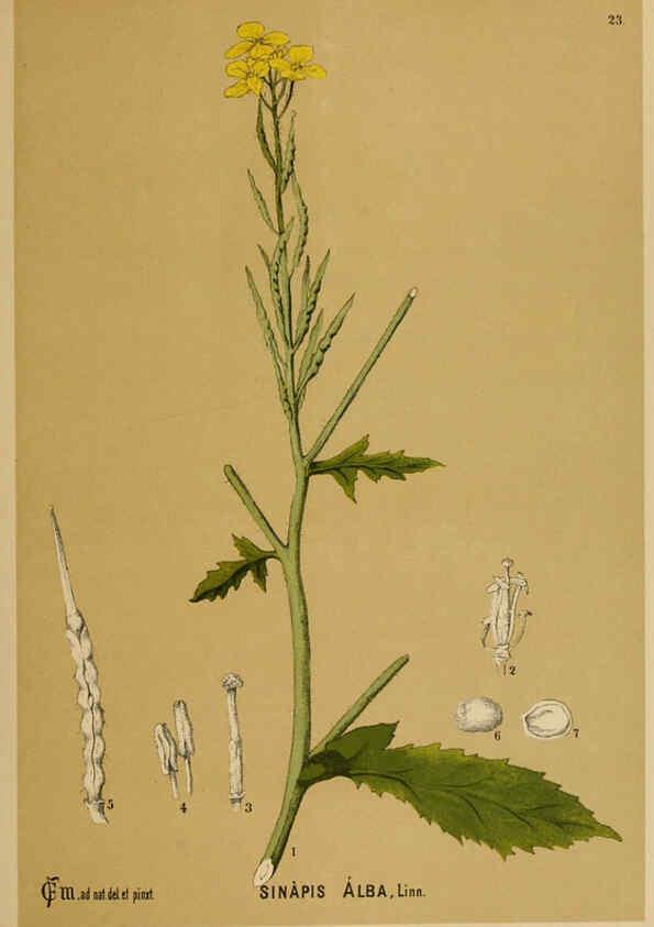 Reproducción/Reproduction 6025948574: American medicinal plants New York,Boericke & Tafel,c1887