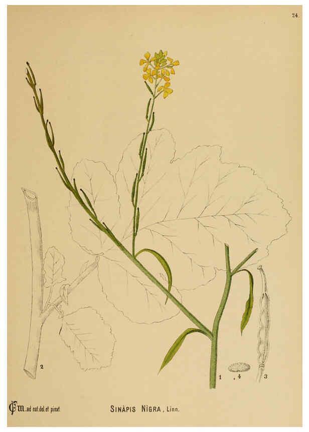 Reproducción/Reproduction 6025948828: American medicinal plants New York,Boericke & Tafel,c1887