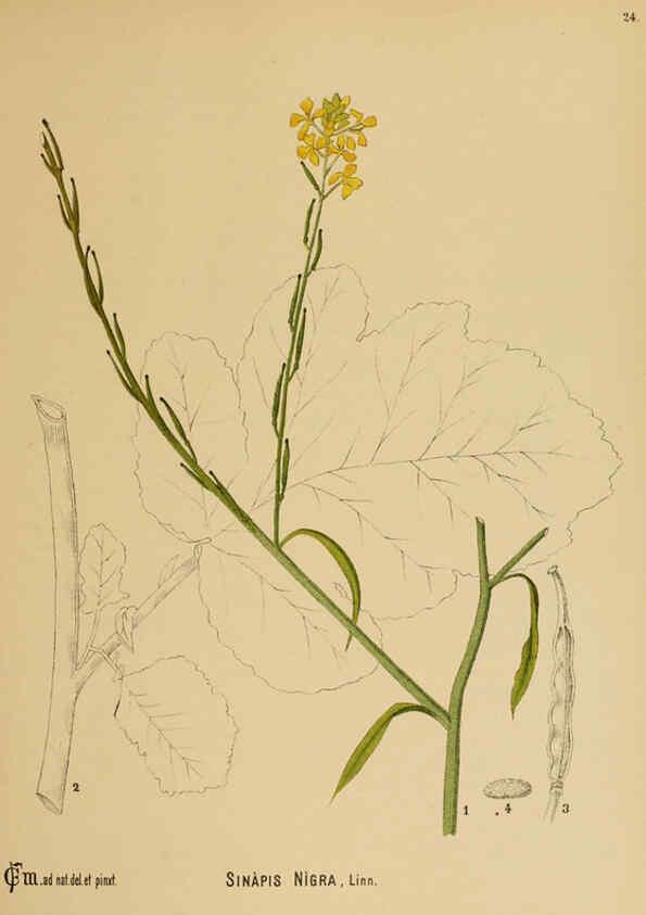 Reproducción/Reproduction 6025948828: American medicinal plants New York,Boericke & Tafel,c1887
