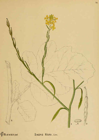 Reproducción/Reproduction 6025948828: American medicinal plants New York,Boericke & Tafel,c1887