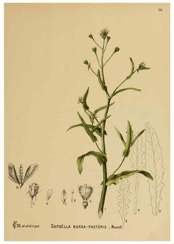 Reproducción/Reproduction 6025949074: American medicinal plants New York,Boericke & Tafel,c1887