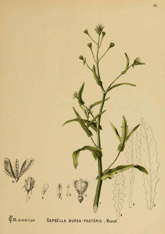 Reproducción/Reproduction 6025949074: American medicinal plants New York,Boericke & Tafel,c1887