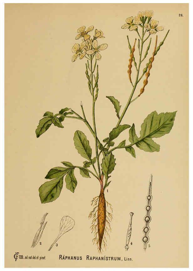 Reproducción/Reproduction 6025394397: American medicinal plants New York,Boericke & Tafel,c1887