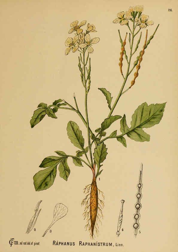 Reproducción/Reproduction 6025394397: American medicinal plants New York,Boericke & Tafel,c1887