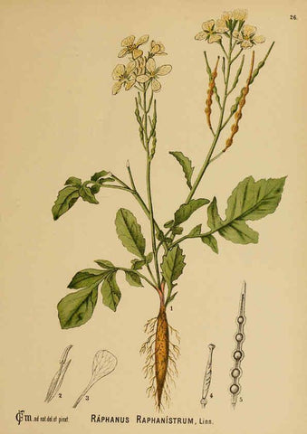 Reproducción/Reproduction 6025394397: American medicinal plants New York,Boericke & Tafel,c1887