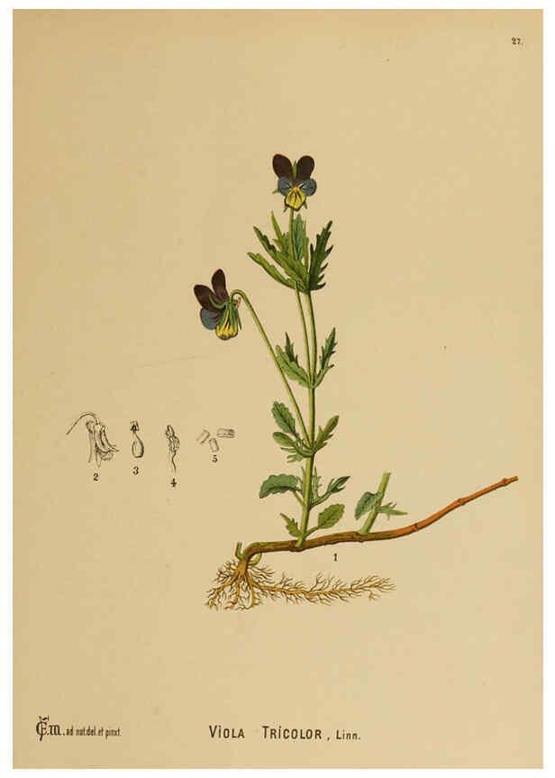 Reproducción/Reproduction 6025949904: American medicinal plants New York,Boericke & Tafel,c1887